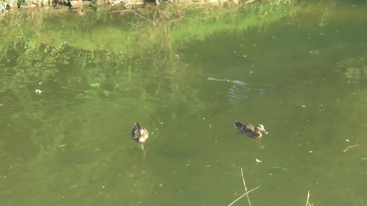 Anatidae - Happy Ducks 9
