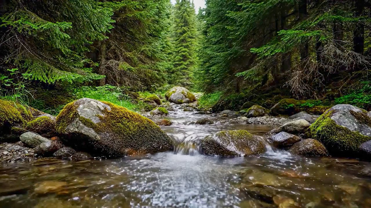 River Flowing Birds Chirping, Tranquil Forest Soundscape for Sleeping and Relax - 3 Hours