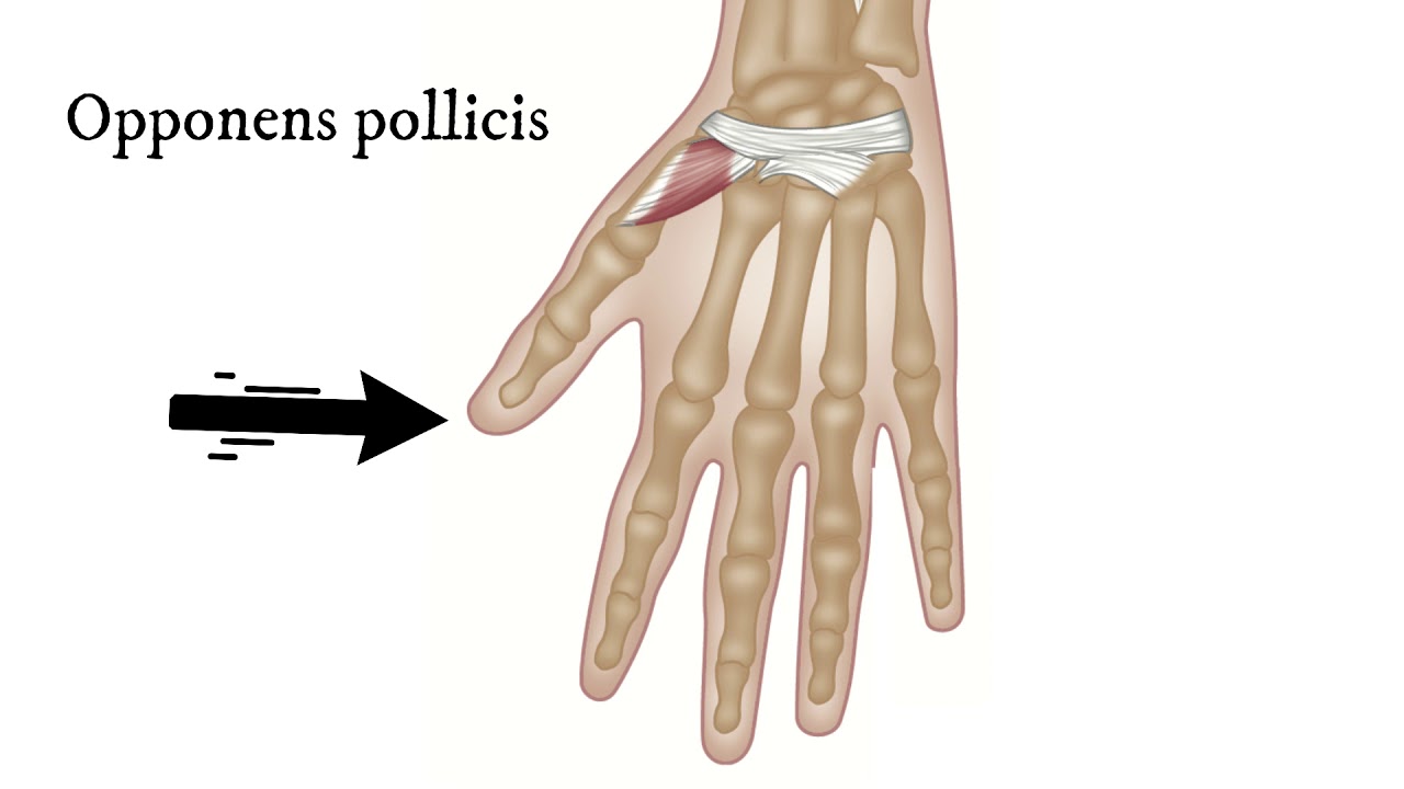 Trigger Point Release - Fingers and Thumbs | Thenar Eminence