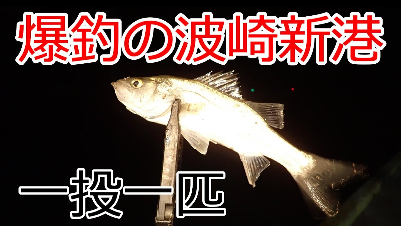 2025年12月　まだまだ釣れる　セイゴ爆釣　一投一匹　茨城県　波崎新港　ライトゲーム　メバル　セイゴング
