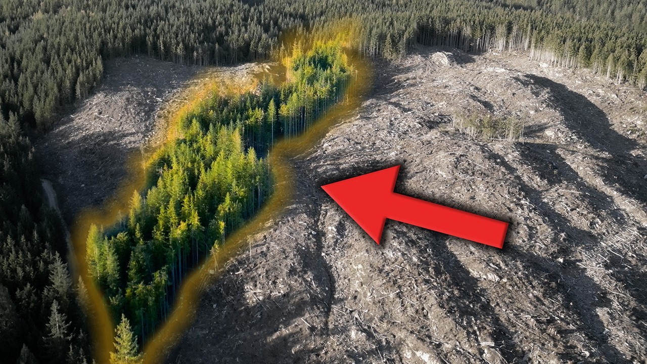 Riparian Management in Forest Operations