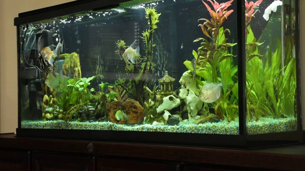 Angelfish and Silver Dollars May 2016 Update