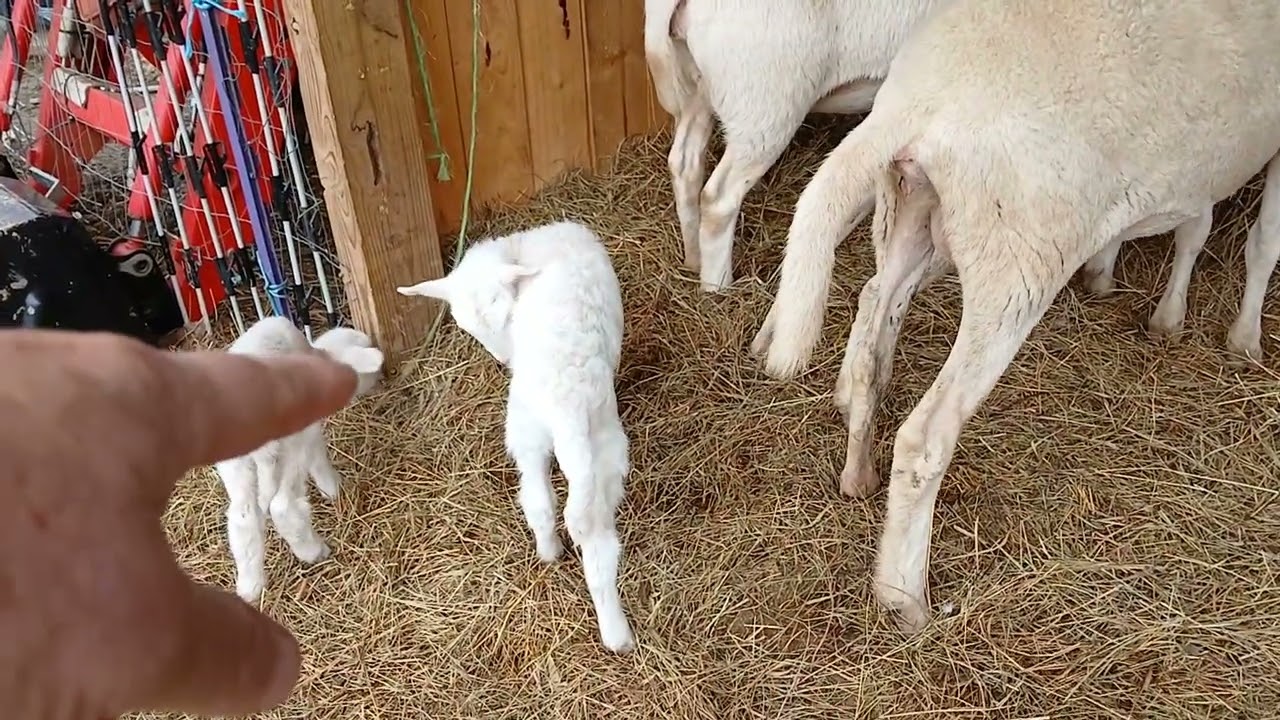 Sheep Question