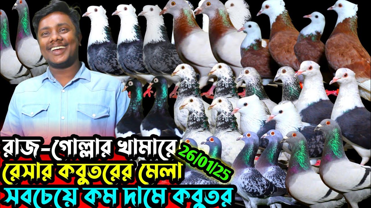 রাজ-গোল্লার খামারে উরাধুরা রেসার কবুতরের স্পেশাল কালেকশন || সবচেয়ে কম দামে কবুতর বিক্রি হবে