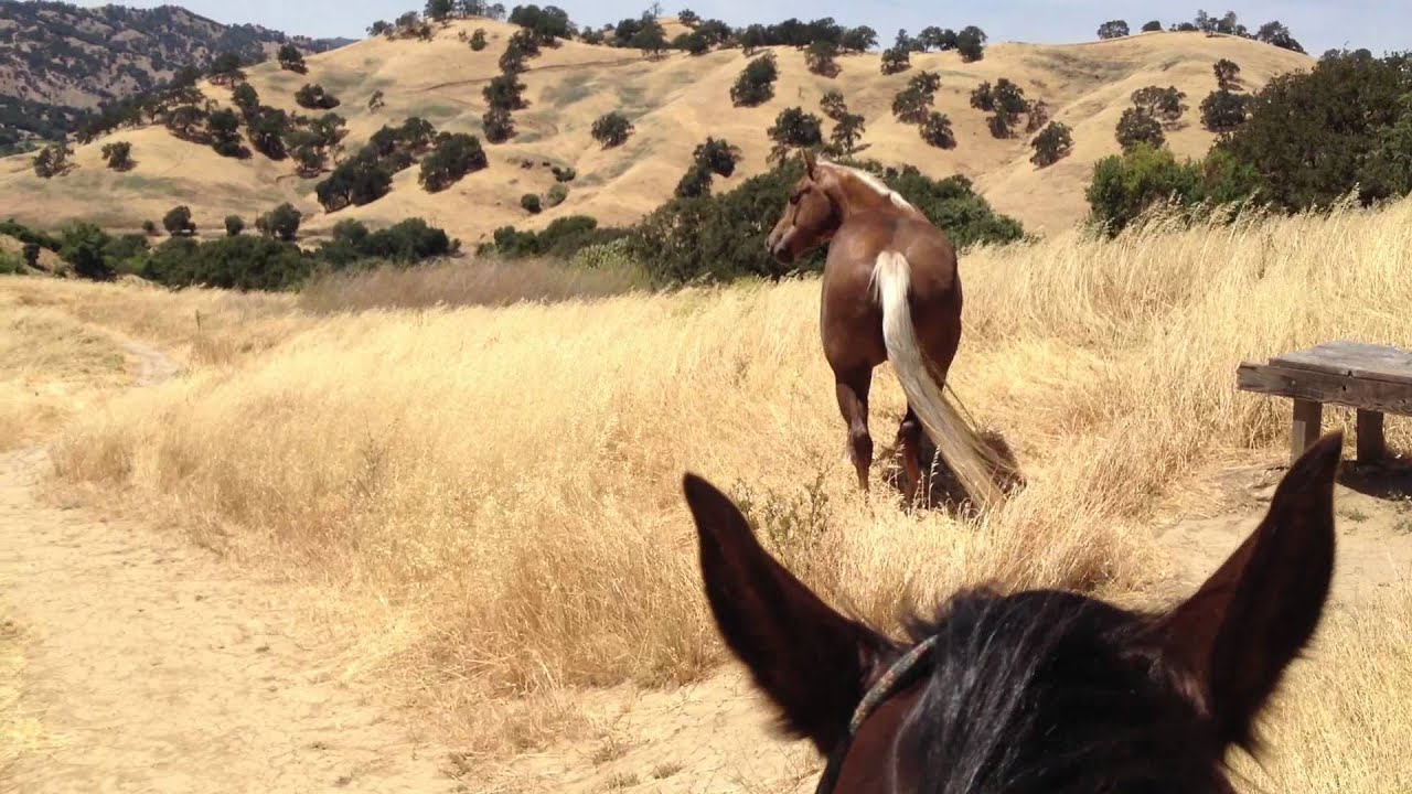 Loose Horse trying to Push & Control a Higher Horse - Rick Gore Horsemanship