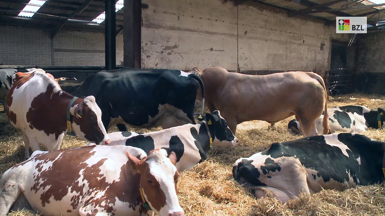 Milchkühe verstehen: Ruhen, Abliegen, Aufstehen
