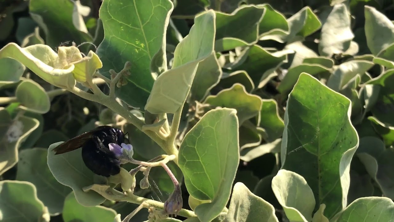 Carpenter bee (Xylocopa spp.) pollinating our endangered pōpolo.