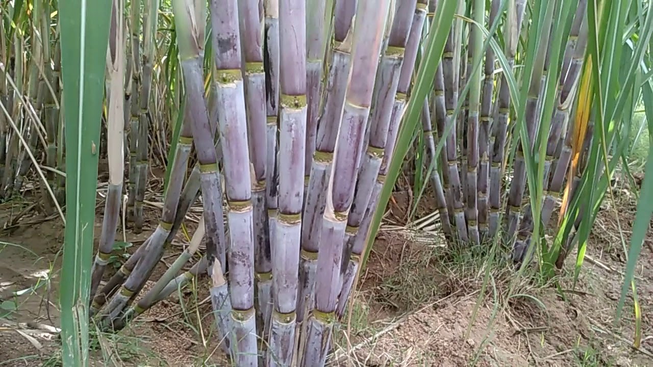 How to get 100 tones sugarcnes /Acar in tamil part-2