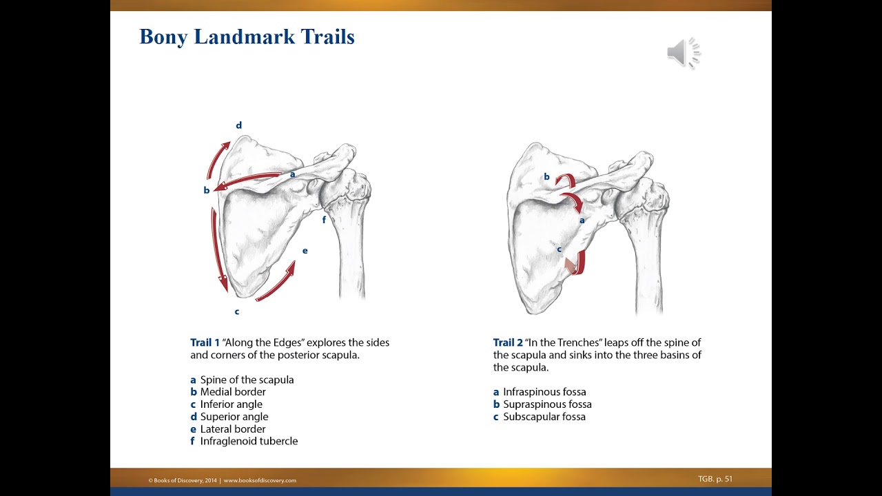 MBLEX PREP: Anatomy & Physiology UPPER BODY VIDEO