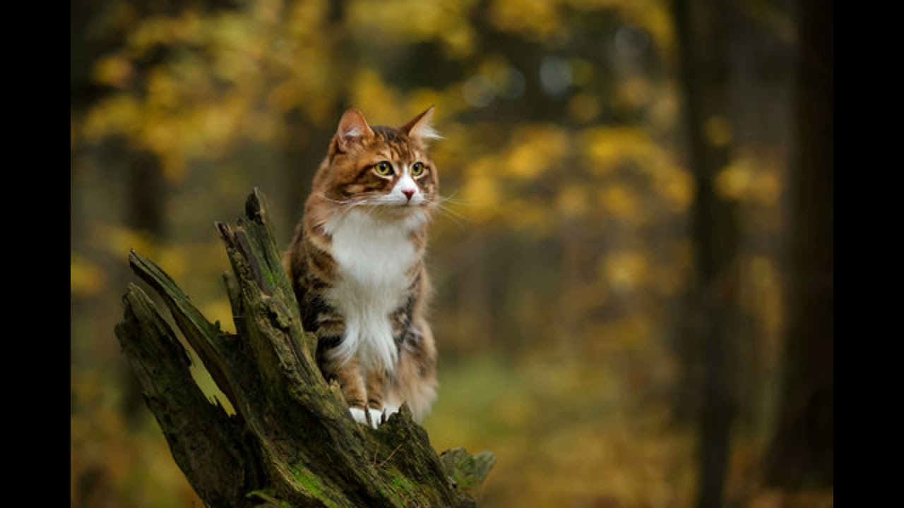 Cat therian meditation #2|With cat noises