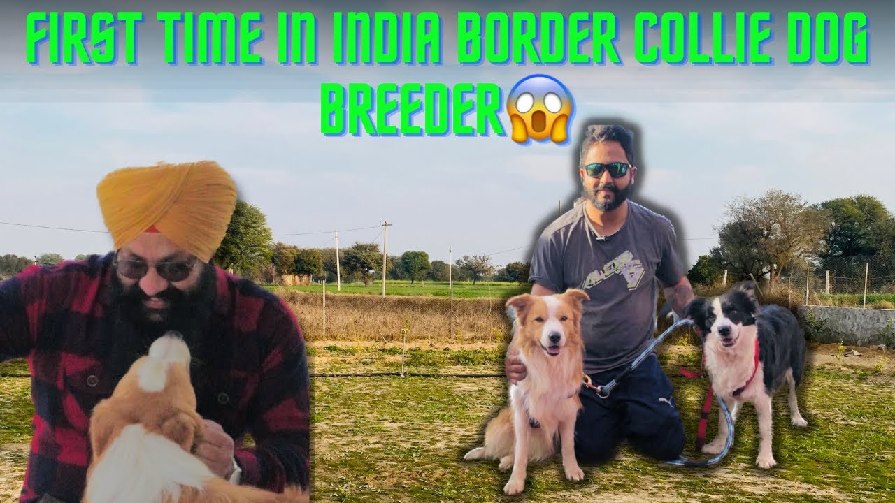 First Time in India Border Collie Dog Breeder😱 यह Breed Training में Expert है 😱