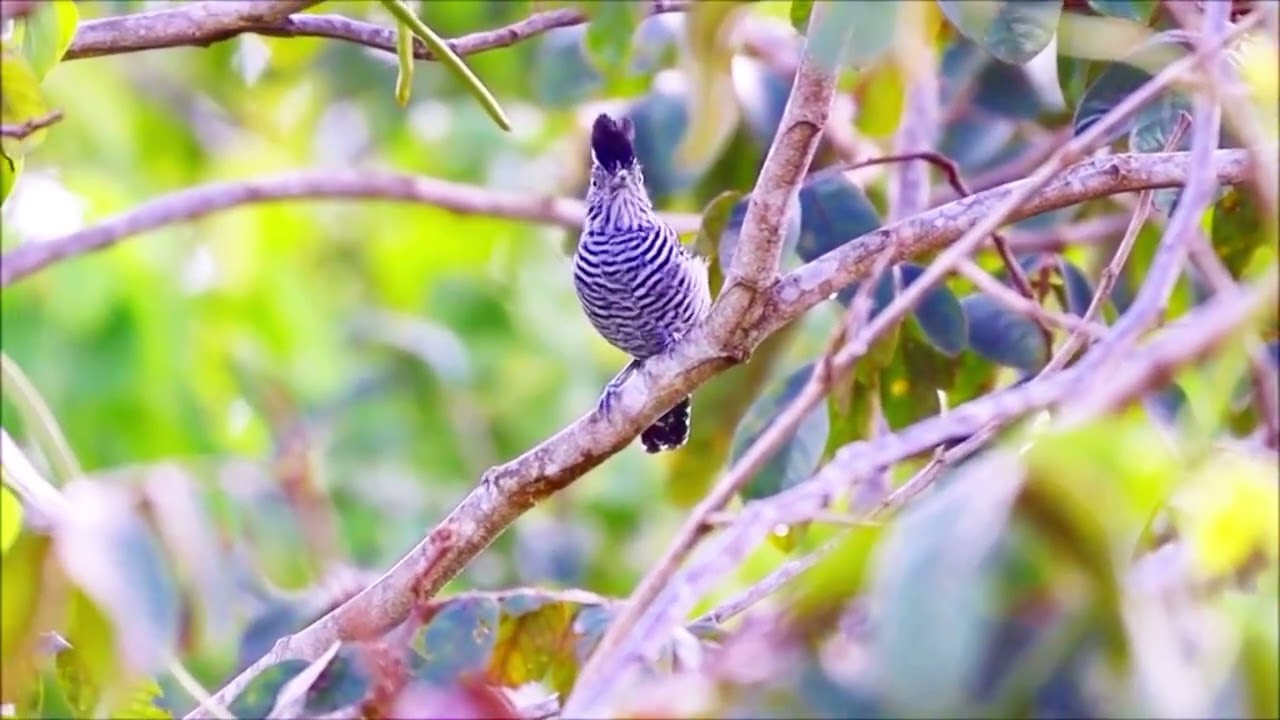 Barred Antshrike Song Explained: Nasal Chuckling & Distinct Final Note | Bird Vocalization