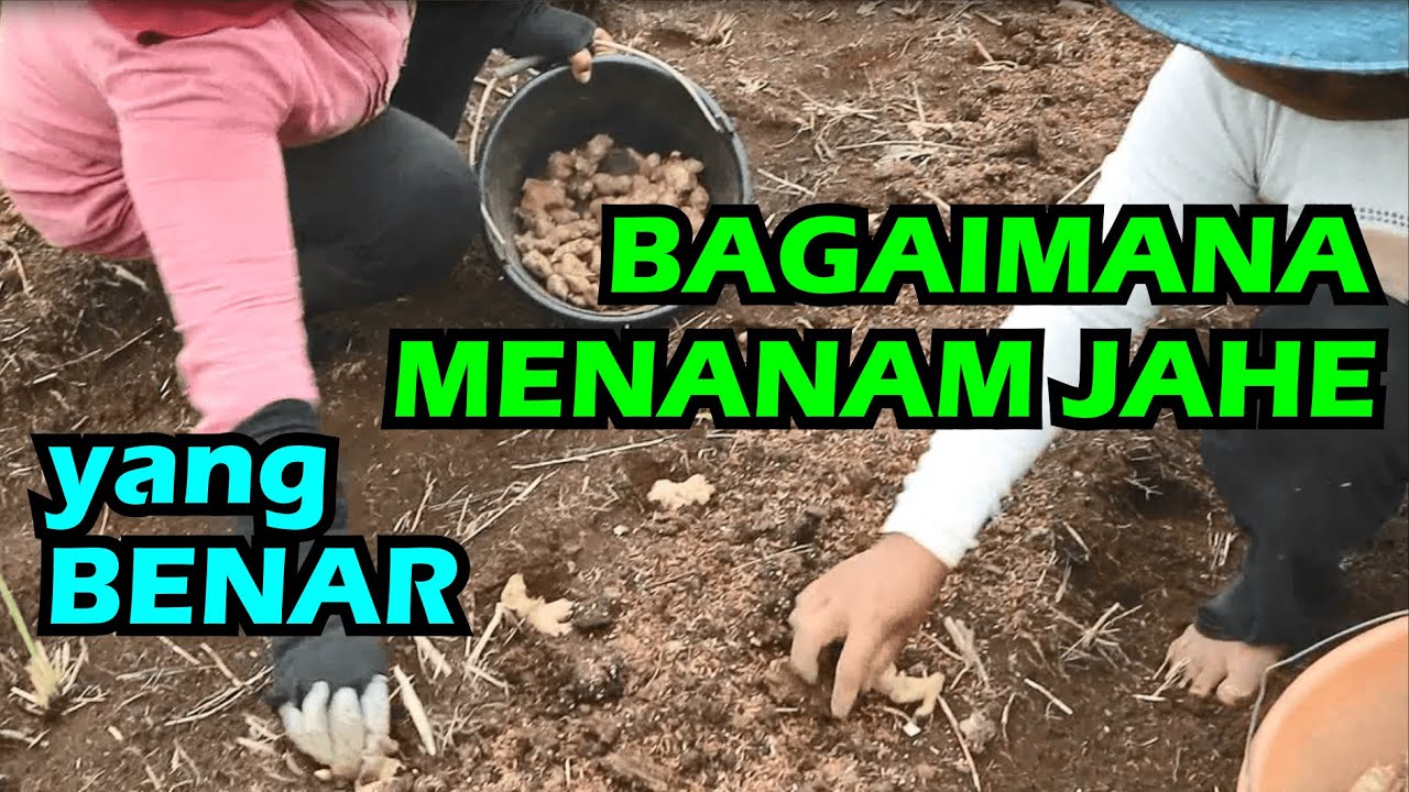 Bagaimana Menanam Jahe yang Benar