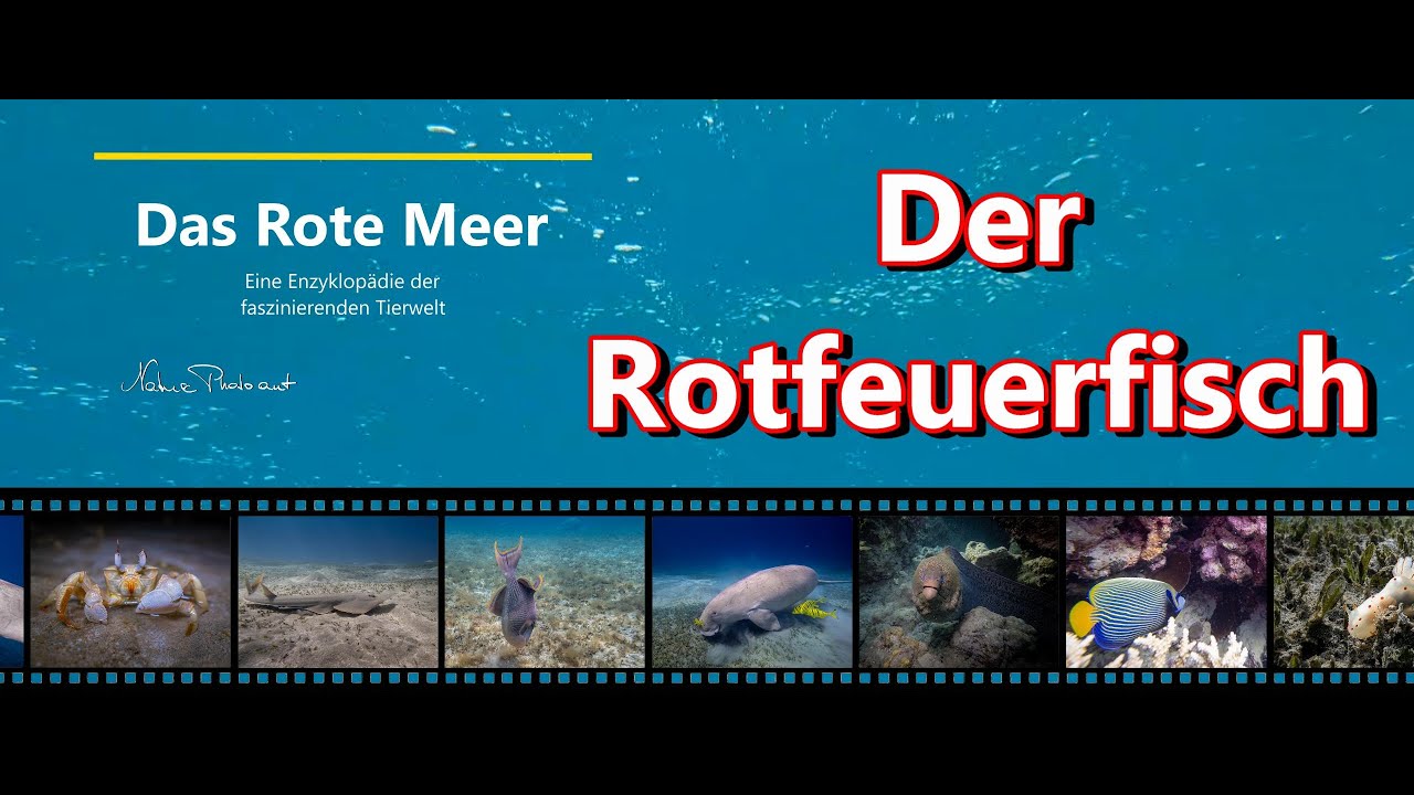 Das Rote Meer - eine Enzyklop&auml;die der faszinierenden Tierwelt - Der Rotfeuerfisch