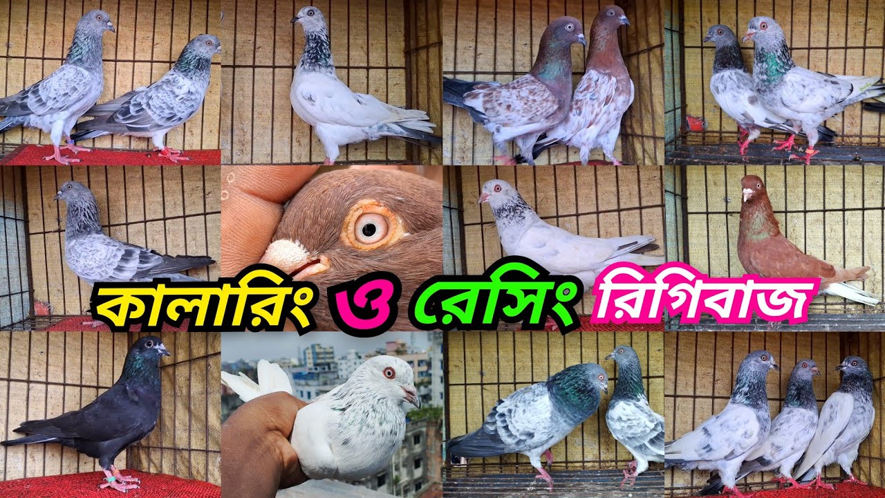 ২ সাইড পাল্লা করা কবুতর কিনুন পানির দামে। আর্মি,মুসলদম,ঝাক,কালোগলা,কাজকরা,সিলভার ও বাঘা। 