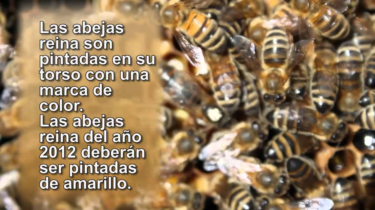 Polinizacion en Paltos