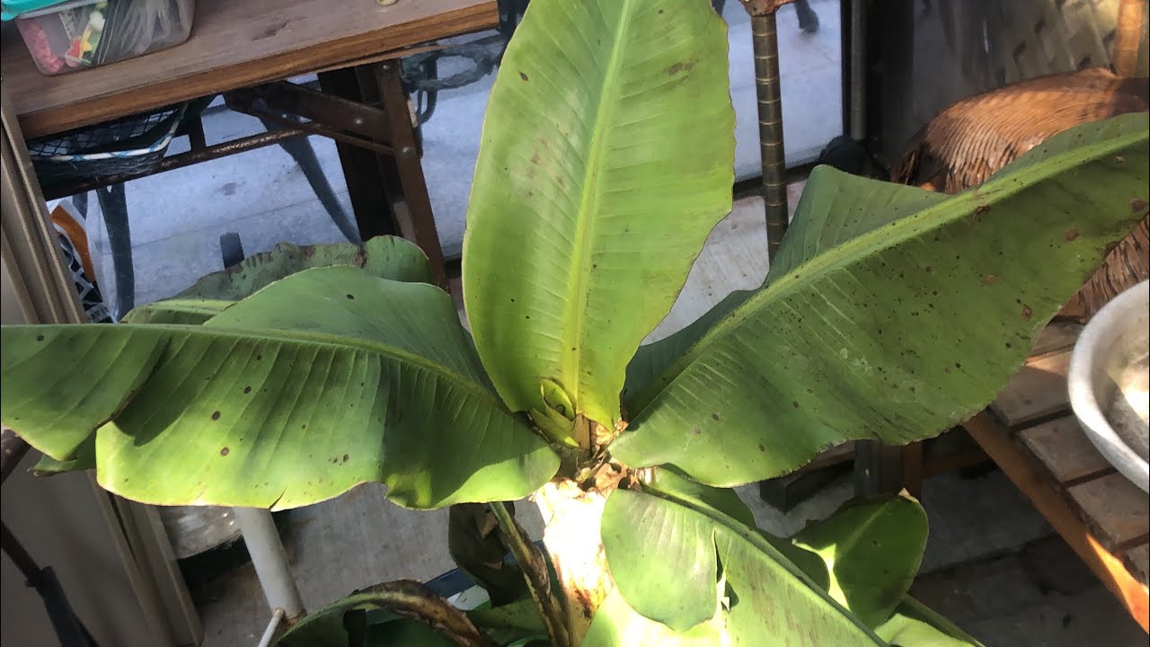 Así protejo mi planta 🌱 de plátano del invierno 🥶 muy frío.