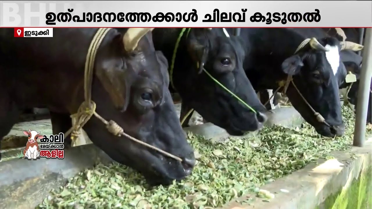 തീറ്റപ്പുല്ല് കിട്ടാനില്ല, കാലിത്തീറ്റയുടെ വില കൂടി! പ്രതിസന്ധിയിൽ ക്ഷീരകർഷകർ | Dairy Farmers
