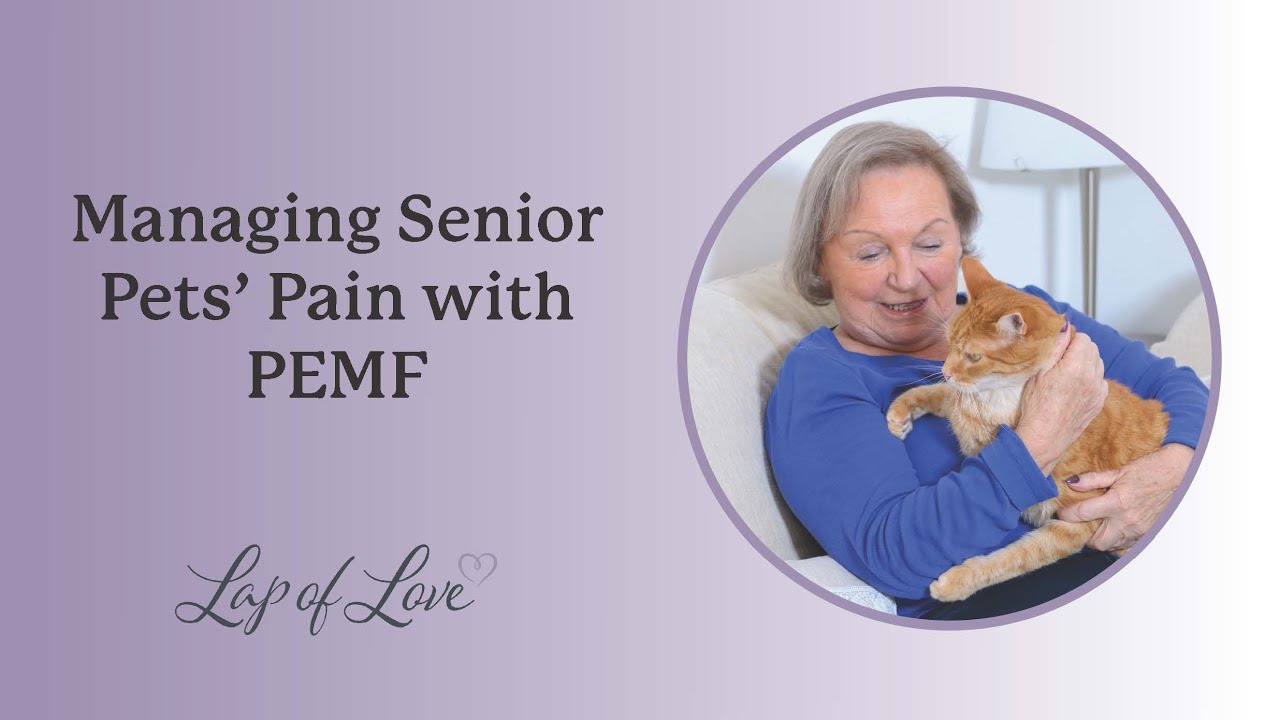 Managing Senior Pets' Pain with PEMF