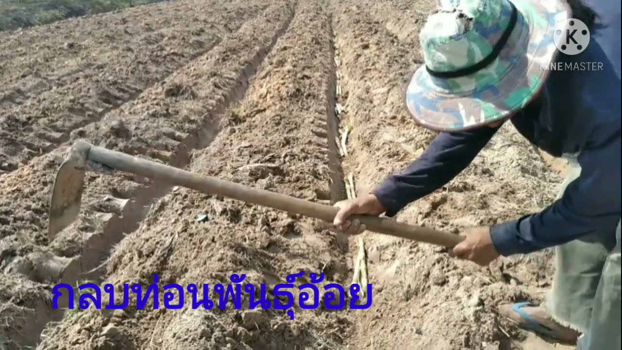 วิธีปลูกอ้อยคั้นน้ำแบบยกร่องง่ายๆ  โทร064-0088669