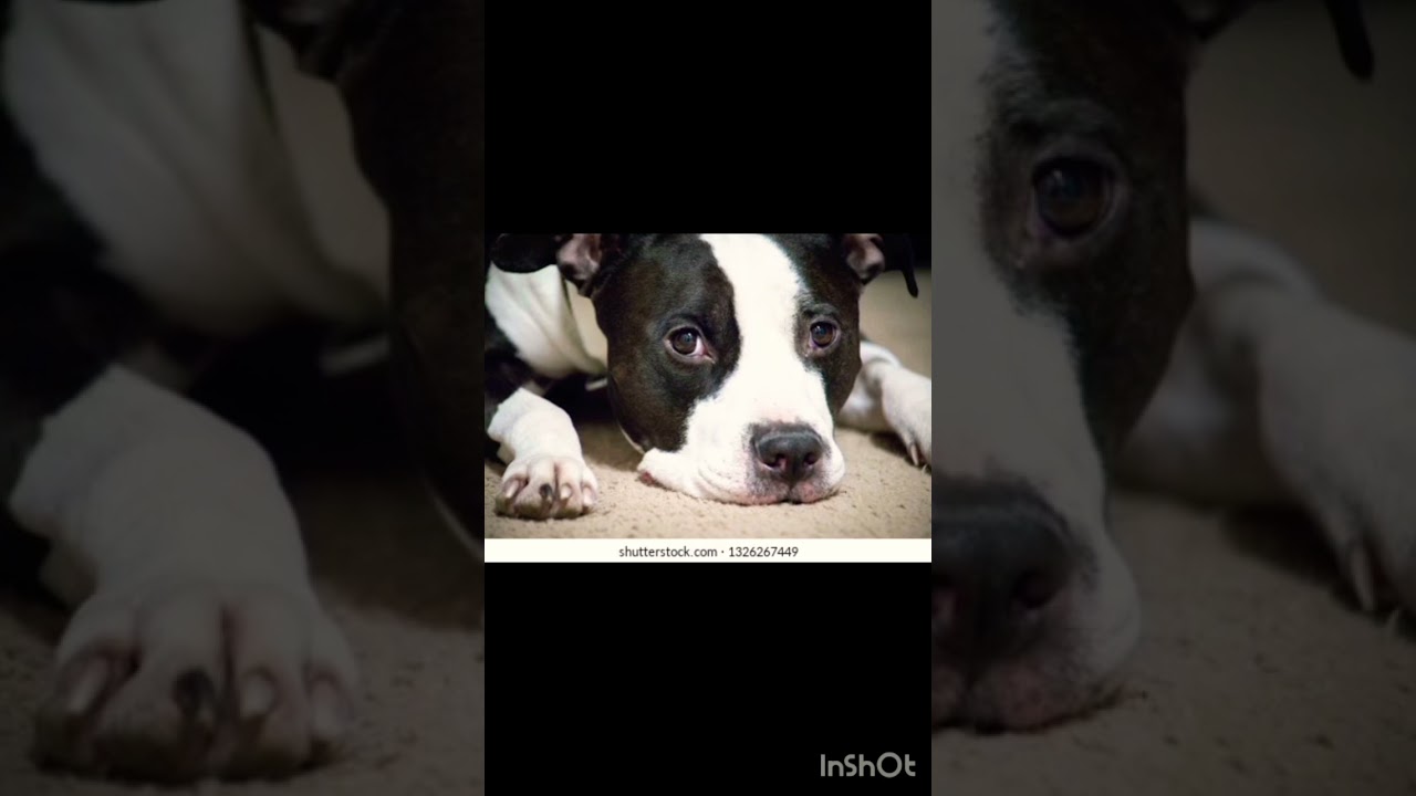#like #pitbull #taxi #funnydog #labrador #taxistory #doglover #funnypet #petowner