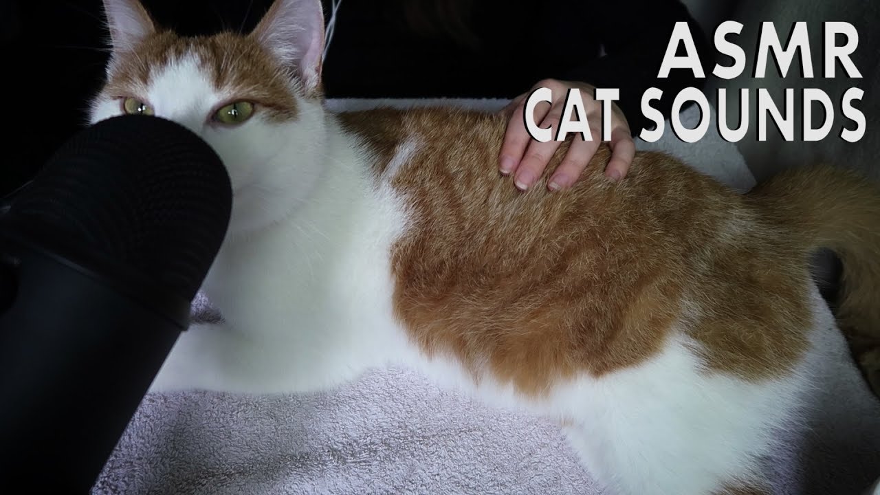 ASMR Cat Sounds (Petting the Cat, Purring Sounds) | No Talking | Chloë Jeanne ASMR