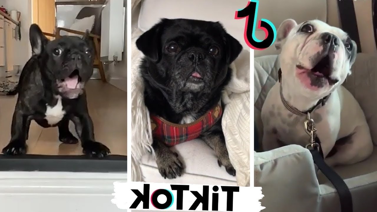 Dogs Funny cute  Compilation Tiktok 2021 #3