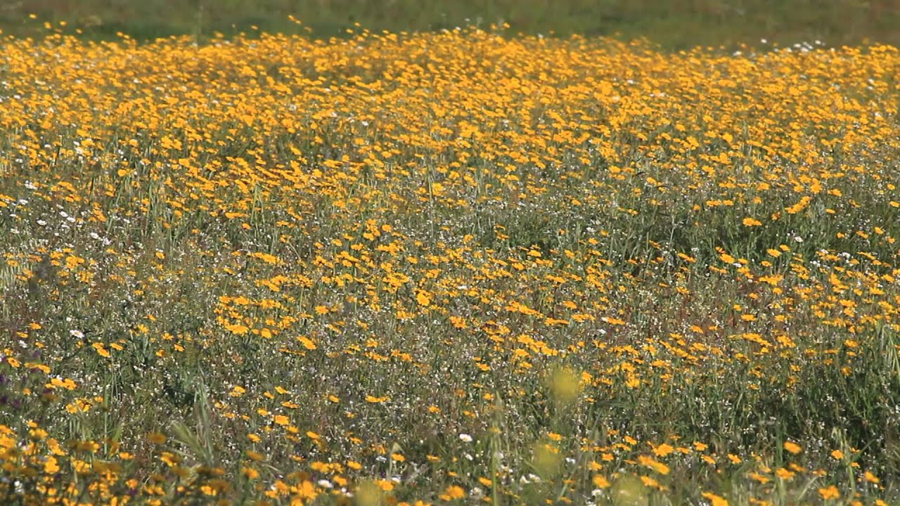 primavera en extremadura.wmv