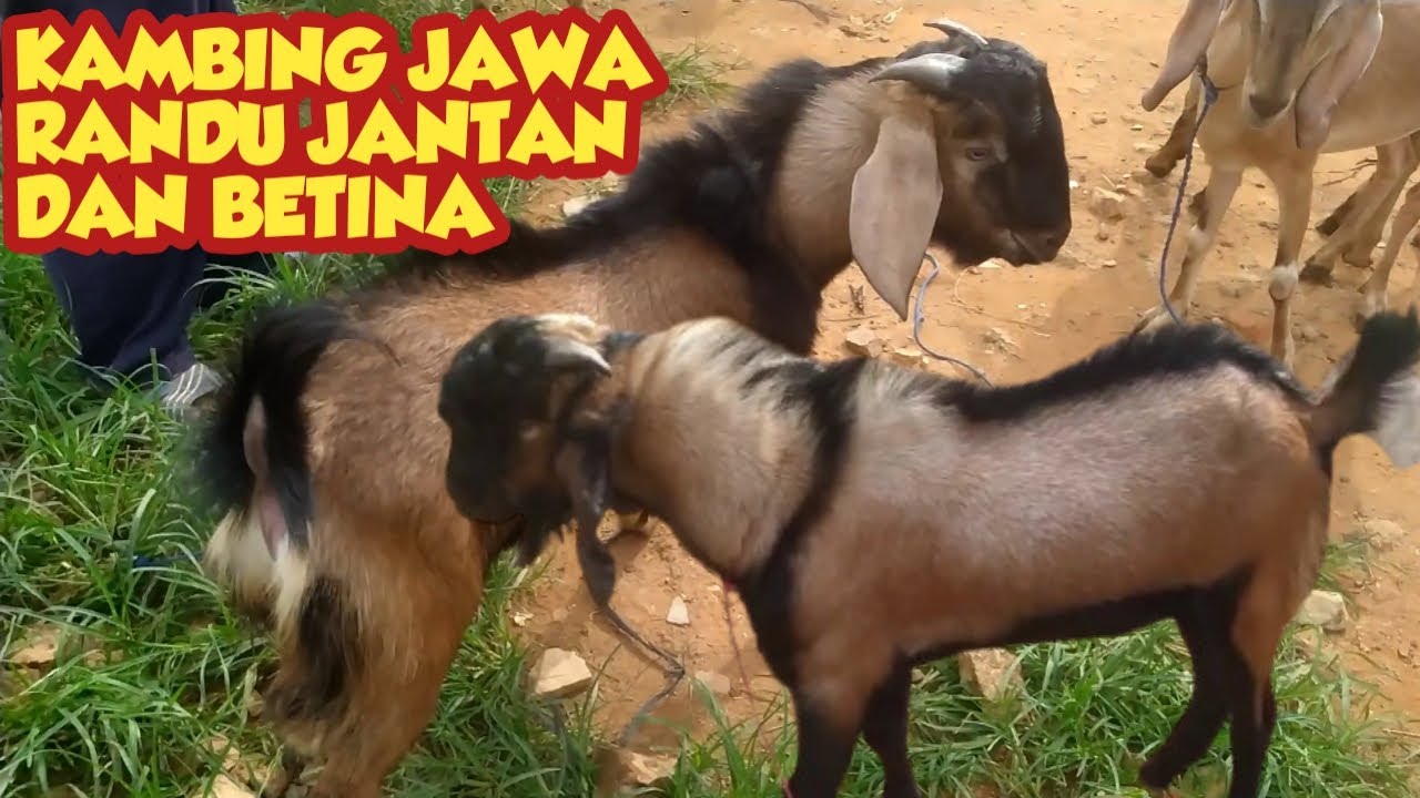 KAMBING JAWA RANDU JANTAN DAN BETINA