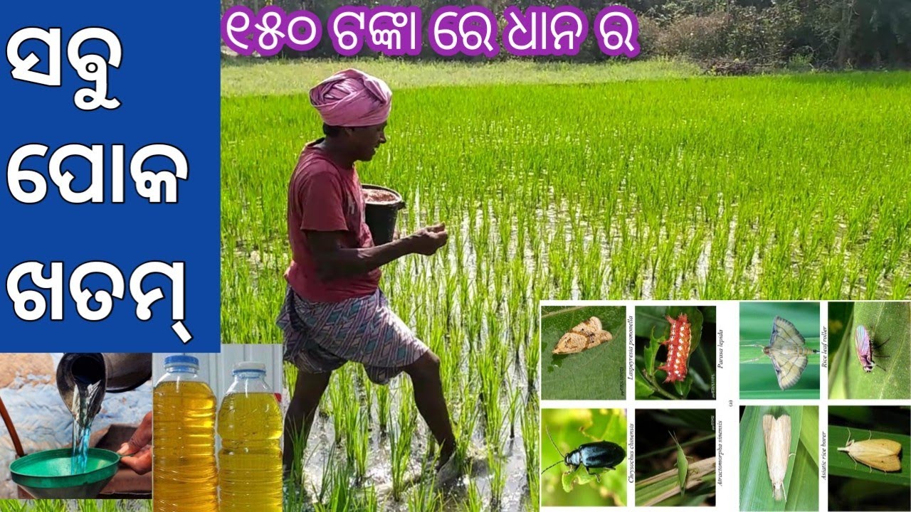 ୧୫୦ ଟଙ୍କା ରେ ସଵୁ ପୋକ ଖତମ୍ // dhana ra sabu poka// dhana poka mariba tricks// kerosine oil in paddy