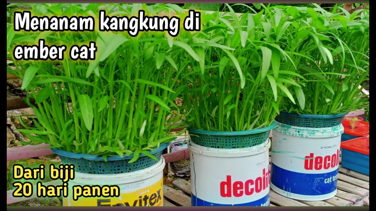 cara menanam kangkung hidroponik di ember | 20 hari panen |