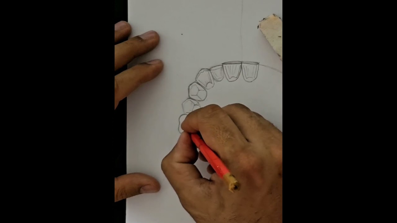 Drawing Maxillary posterior teeth - Occlusal view