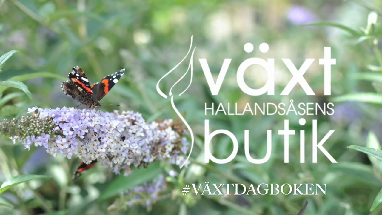Växtdagboken - Del 1 - Gallra en buske