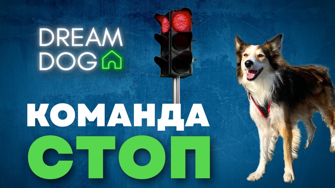 Команда стой 🐶 Отучить собаку бежать к людям и собакам
