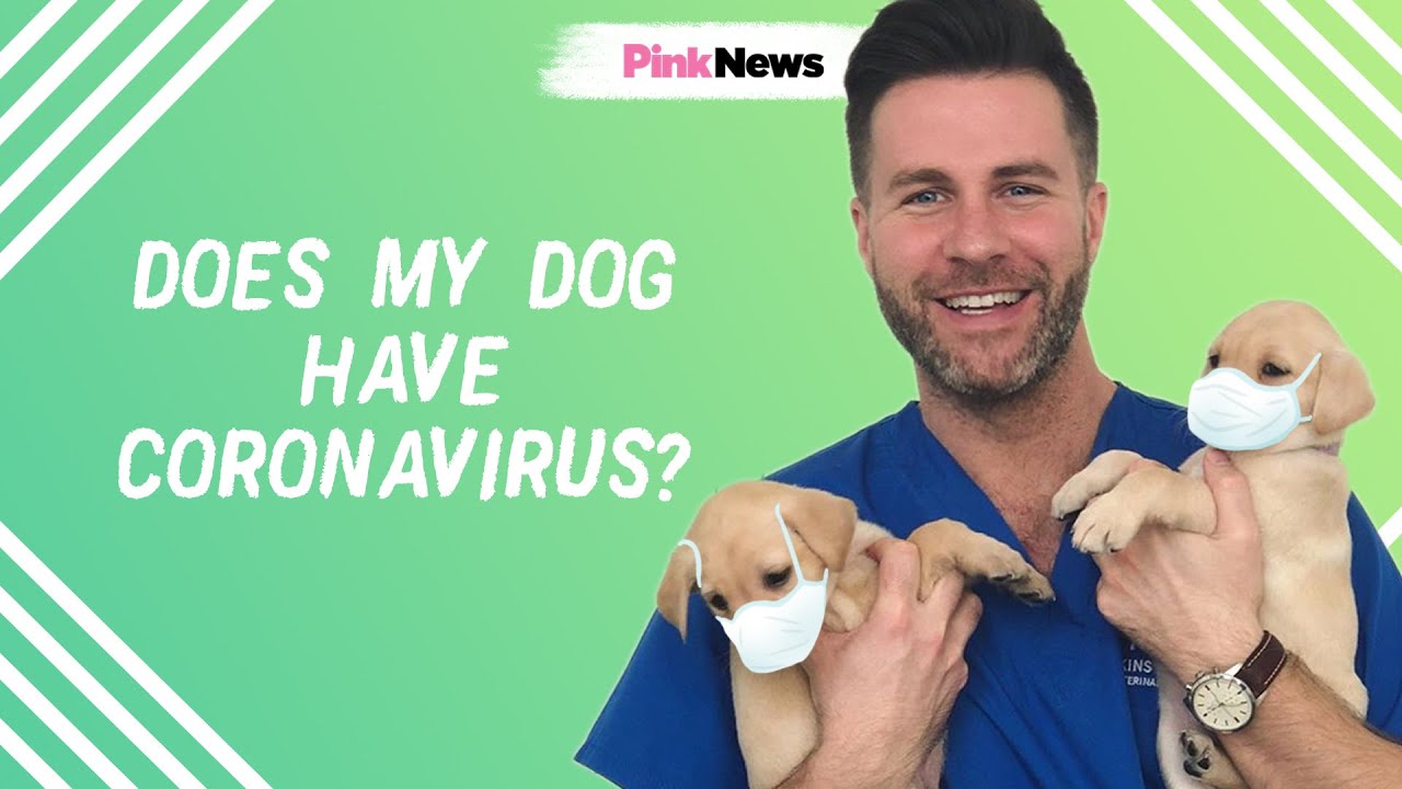 Can my dog get coronavirus? COVID-19 and pets explained