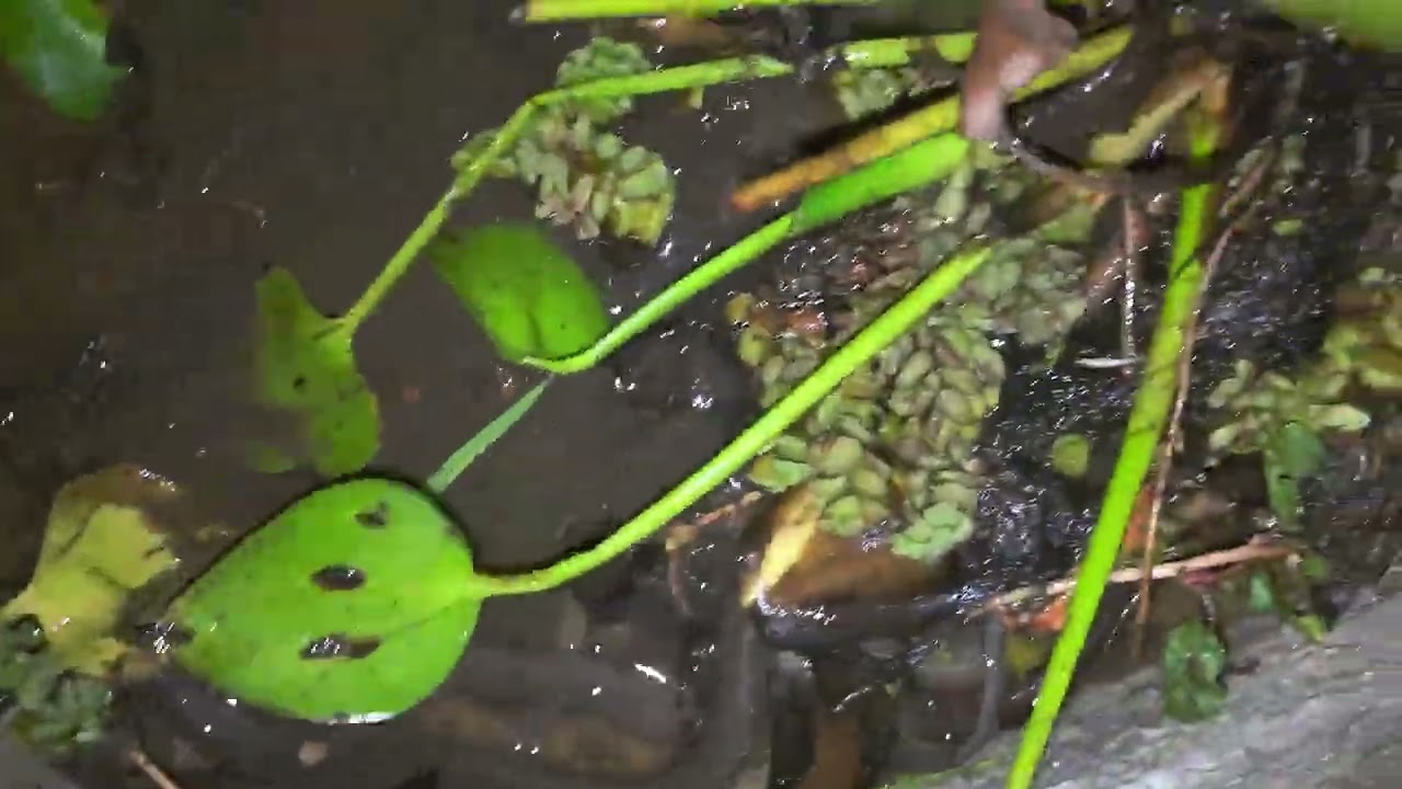មកហើយថ្ងៃនេះប្លែកតិច