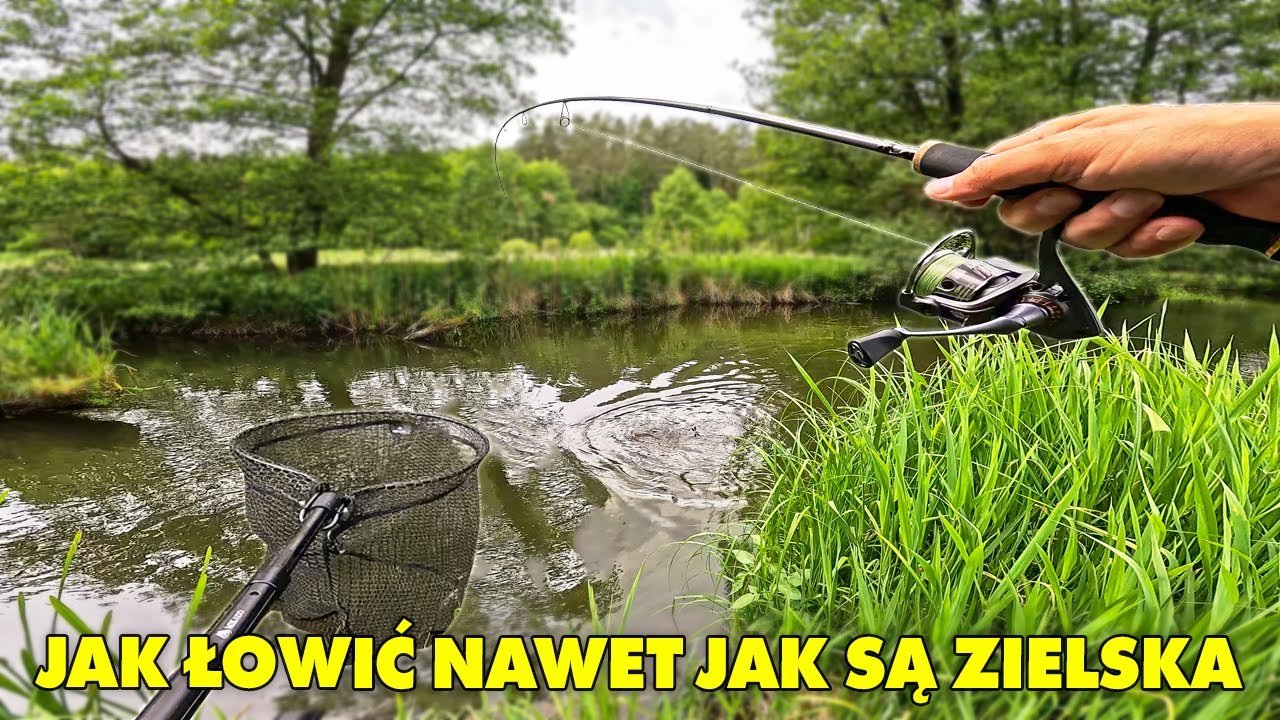 TYCH RYB jest pełno w naszych rzekach !