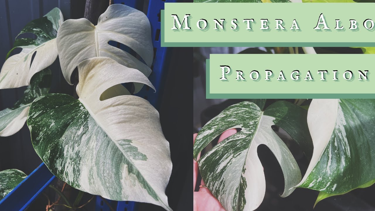 Легко размножайте Monstera Deliciosa Albo от начала до конца!