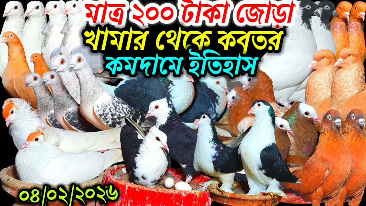 মাত্র ২০০ টাকা জোড়া খামার থেকে কবুতর কমদামে ইতিহাস সেরা দেশি বিদেশি ফেন্সি রেসার গোল্লা গিরিবাজ