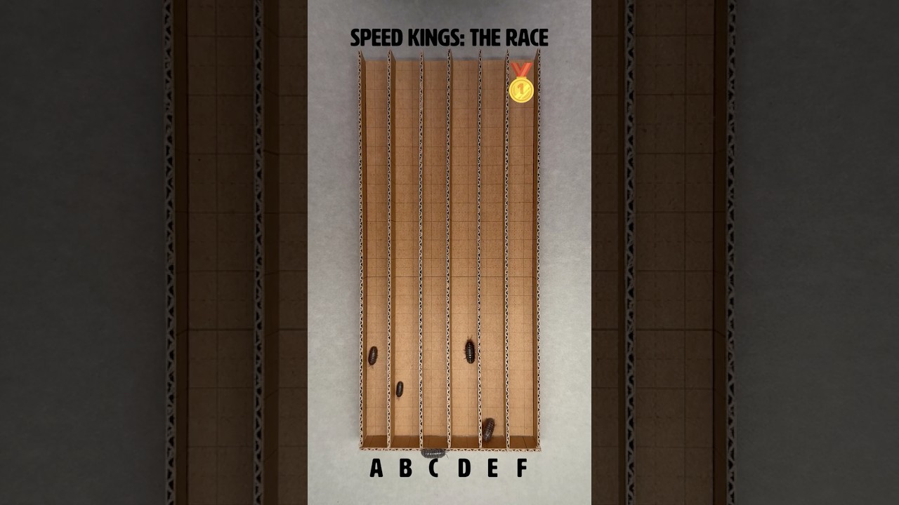 ISOPOD GRAND PRIX: The 6-Bug Sprint! 🏁💨