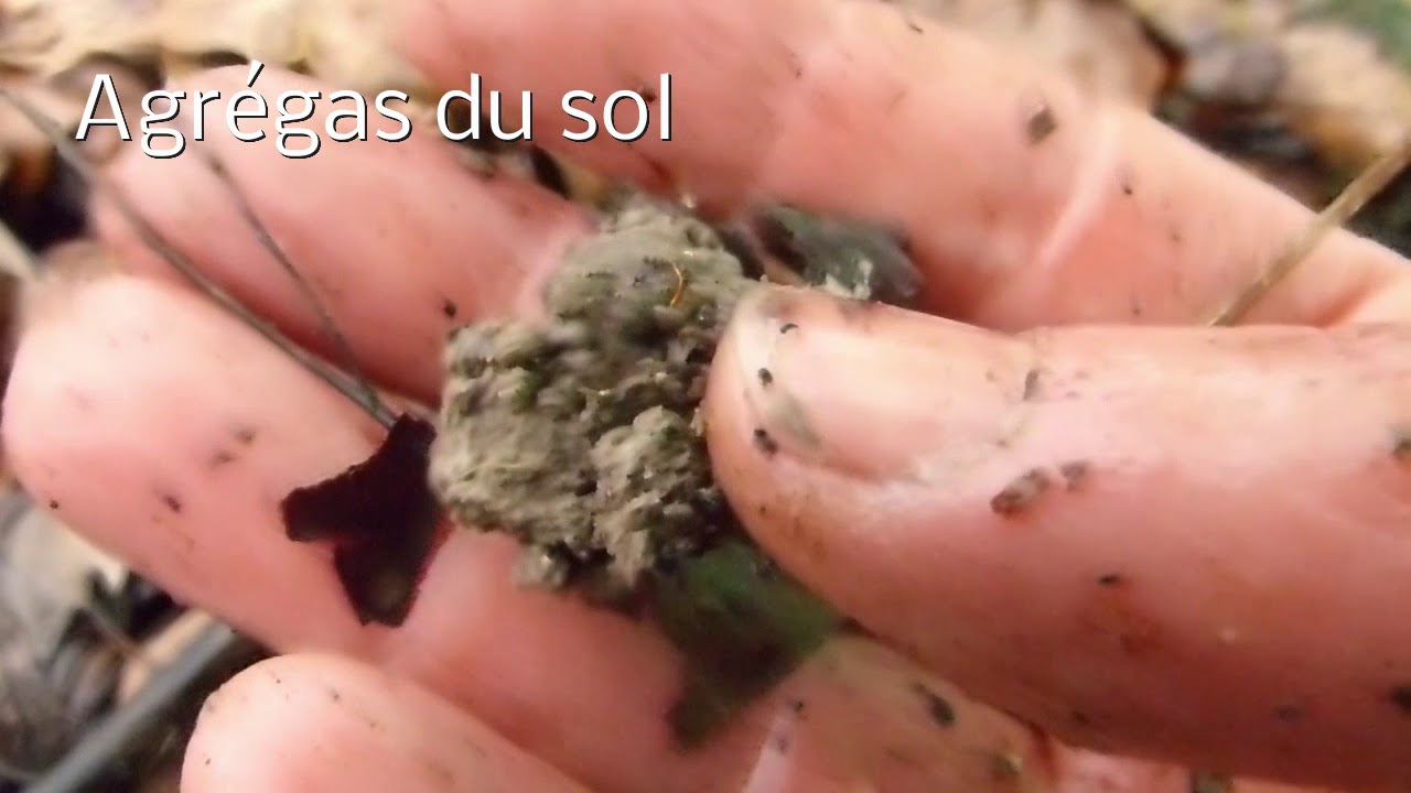 Semis de f&egrave;ves sous la pluie et sous paillage  (Episode 1 le 8 mars)