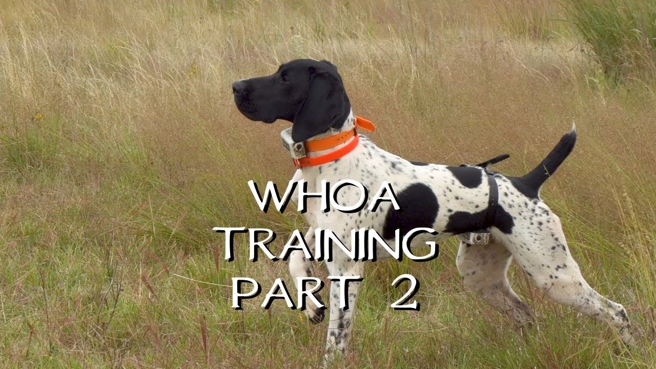 Teaching Your Dog Whoa Part 2 - Upland Bird Dog Training