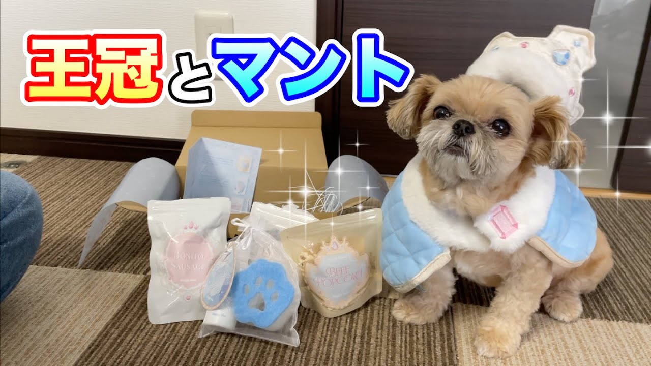 いつものおやつ宣伝タイムのはずが…美味しそう過ぎて盗み食い!? チワワ×シーズー