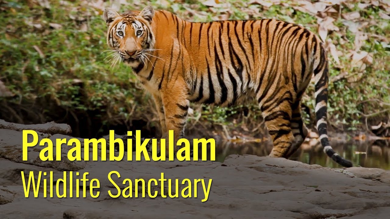 Parambikulam Wildlife Sanctuary