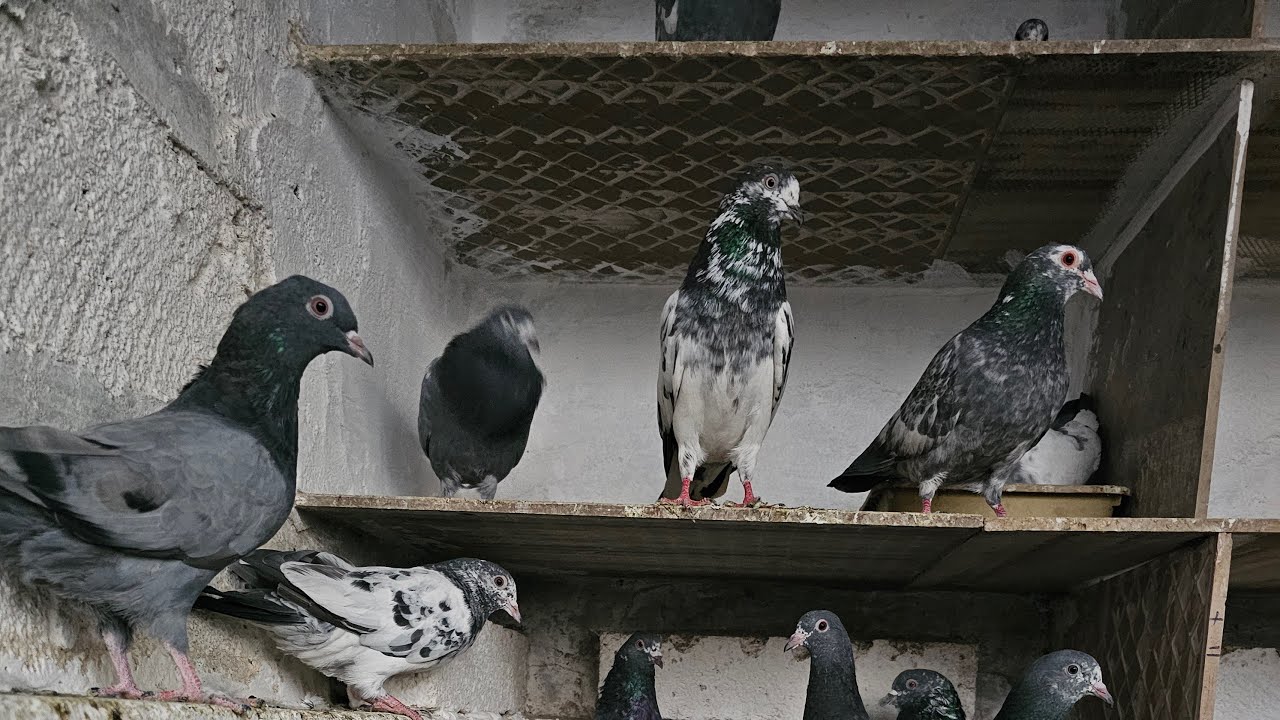 ❤️🕊🕊KGN pigeon loft Gautam  is live🕊🕊❤️
