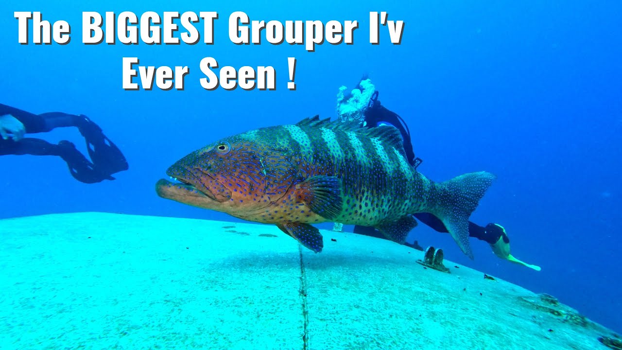 צלילה בשמורת האלמוגים וספינת היתוש , אילת / Diving in the coral reserve & Yatush Wreck , Eilat