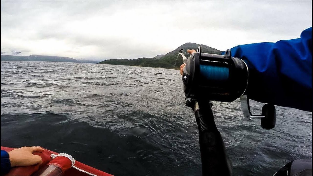 Kveite Altafjorden 2016 | Atlantic Halibut