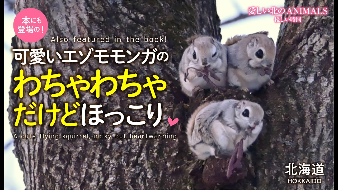 【可愛いエゾモモンガ】のわちゃわちゃだけどほっこり　北海道　A cute flying squirrel, noisy but heartwarming. Hokkaido