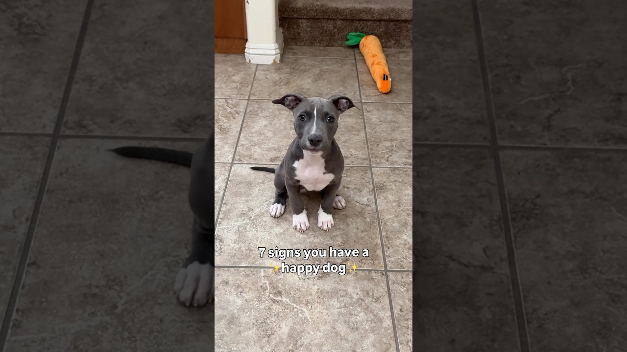 7 signs you have a happy dog 🥰 