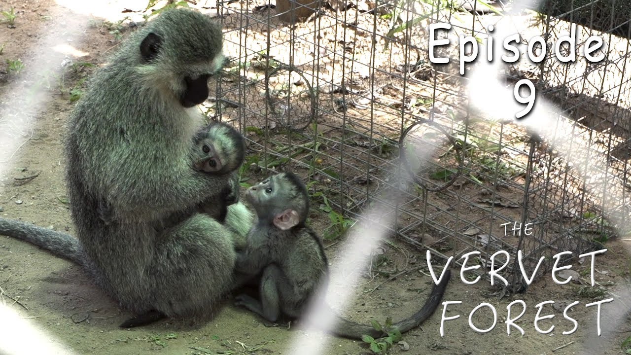 Baby Monkey's Peggy and Joli Adopted by Foster Mom Monkeys - Ep. 9